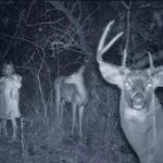 Trail camera captures a child standing with two deer at night in the woods.