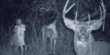 Trail camera captures a child standing with two deer at night in the woods.