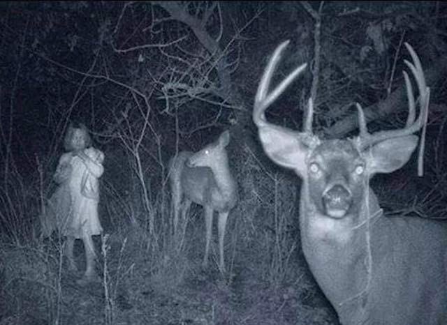 Cursed Image: A Child and Deer in the Night 4 Trail camera captures a child standing with two deer at night in the woods.