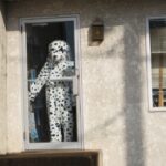 Dalmatian costume standing behind a glass door.