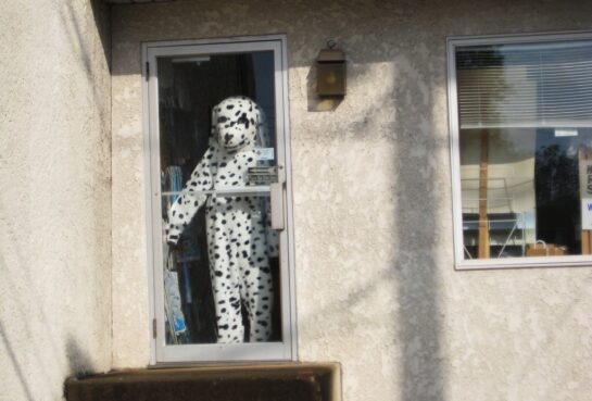 Dalmatian costume standing behind a glass door.