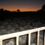 Herd of Sheep with Glowing Eyes at Night