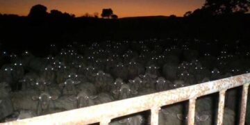 Herd of Sheep with Glowing Eyes at Night
