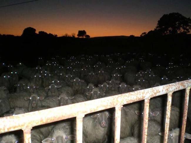 Nightfall Among the Sheep: A Scene Out of Nightmares 4 Herd of Sheep with Glowing Eyes at Night